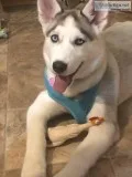 Siberian Husky