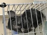 Chinchilla (Black)