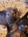 German Shepherd Puppies
