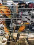 Hand Tame Baby Sun Conures for Sale