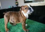 English Bulldogs