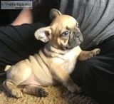 AKC French bulldog puppies