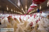 Different types of poultry farm equipment