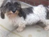 Pure Griffen Vendeen Puppies