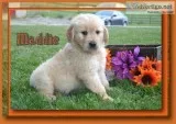 Maddie Female AKC Golden Retriever