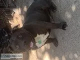 Rehoming 2 dogs