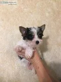AKC Yorkie Puppies