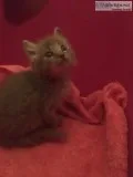 Gray kitten