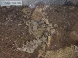 Columbian Red Tail Boa