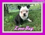 Love Bug Female Frenchton