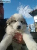 Great Pyrenees