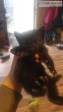 Kittens
