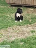 ABKC American bully puppies