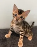 TICACFA Duel Registered Bengal Kittens