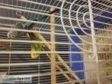 4 birds with cages