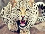 jhalana panther safari