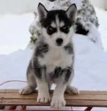 Purebred siberian husky pups