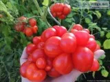 Unusual Heirloom Vegetable and Plant Seeds