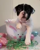 French Bulldog Puppies
