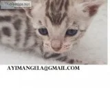 cute bengal kitten