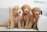 Goldendoodle puppies for sale