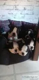 Boston Terrier Puppies need a lovely home