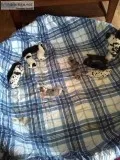 AKC Great Dane Puppies