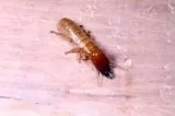 ANTI - TERMITE TREATMENT