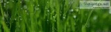 Lawn Care Services Calgary