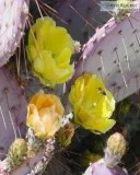 Arizona Photography Art Print Downloads For Sale
