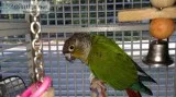 Conure