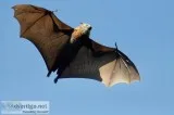 AAAC Wildlife Bat Removal Houston Service.