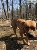 Rescue puppy for rehome
