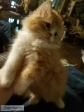 PERSIAN MUNCHKIN