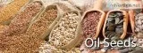 Oil Seeds Exporters