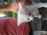 Free kittens. Calico..orange have real blue eyes and green