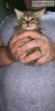 Kittens for sale