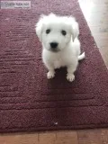 Great Pryenees Puppy