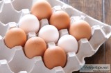 Namakkal Egg Suppliers
