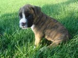 boxer puppy