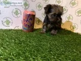 Yorkshire puppies