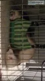 Ferrets or hedgehog