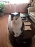 FREE Senior Cats Looking For New Home