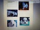 Happy small breed puppies for sale