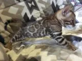 male bengal kitten