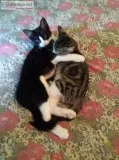 9 Kittens need a home