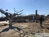 Tree service (podar y remover arboles)