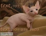 Friendly Sphynx Kittens