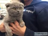 Male and Female Scottish Folds