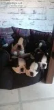 Beautiful Rainbow Litter Of 9